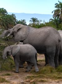U slonů a dalších velkých savců platí, že dokážou rakovinu mnohem lépe zlikvidovat ještě předtím, než vůbec nastoupí (ilustrační foto)