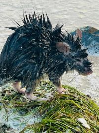 Domorodá dlouhosrstá krysa na pláži ve městě Karumba v australském Queenslandu
