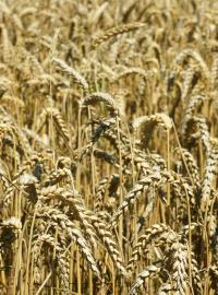 Pšeničné pole (ilustrační foto).