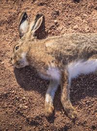 Mrtvý zajíc (ilustrační foto)