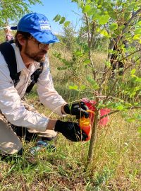 Správce národního parku Podyjí Robert Stejskal vlévá herbicid do vyvrtané díry v akátu