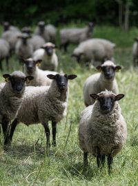 ovce, ilustrační foto