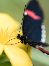 V Botanické zahradě v Troji se koná již  18. ročník výstavy motýlů.