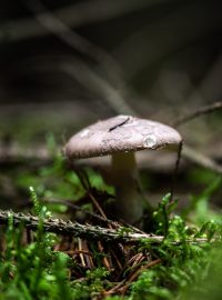 houba, ilustrační foto
