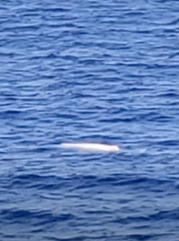 Posádka nizozemské obchodní lodi natočila poblíž Jamajky záběry, na nichž je vidět vzácná bílá velryba
