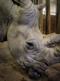 Zároveň zoo získala z Francie na podporu chovu samici jižního bílého nosorožce. Zvíře rozšíří stávající tříčlennou skupinu dvorských jižních bílých nosorožců.