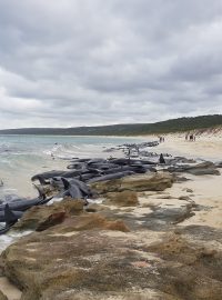 Vyplavení velryb na mělčinu v Západní Austrálii