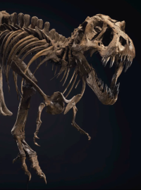 Jedna z největších a nejúplnějších koster Tyrannosaura rexe na světě se prodala při úterní dražbě zorganizované londýnskou aukční síní Christie&#039;s v New Yorku za 31,8 milionu dolarů (asi 733 milionů Kč)