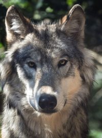 Vlk (ilustrační foto)