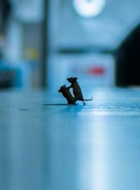 Vítězný snímek fotografa Sama Rowleyho, který zachytil dvě bojující myši v metru