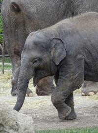 slůně slona indického