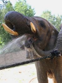 Zvířata v zoologických zahradách si v tropických dnech zaslouží osvěžení